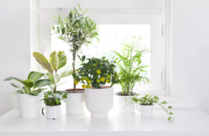 tropical plants and calamondin citrus in pots on a bright countertop