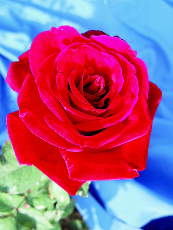 rose hybrid tea red