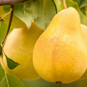 bartlett pear tree