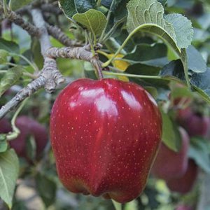 red delicious apple tree