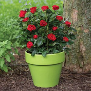petit knock out rose sits under a tree in a decorative green pot.