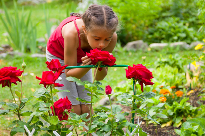 Your Guide To Growing Roses