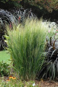 Ornamental Grass - Panicum Northwind 1gal