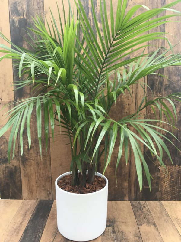 Majesty Palm Plant in pot 10"