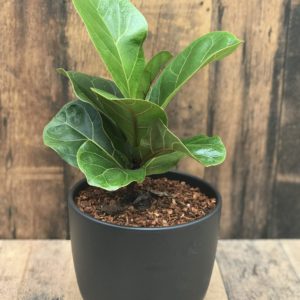 fiddle leaf fig plant 6"