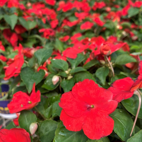 Shade Impatiens Red