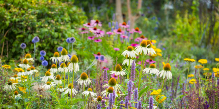 Our TOP TEN Plants For Late Summer