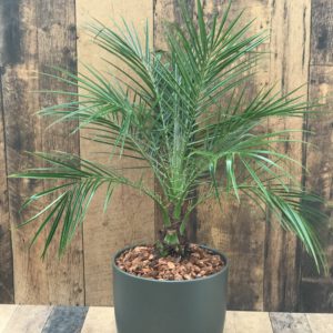 Robellini Palm - 10 inch potted plant