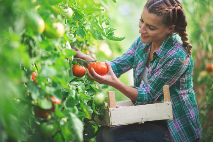 Grow Your BEST Tomatoes At Home