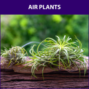 air plants