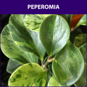 Peperomia