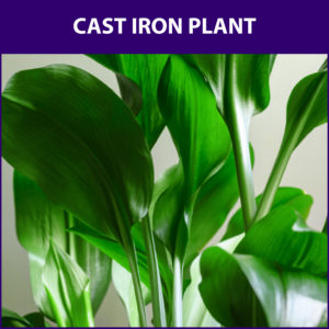 Cast Iron Plant Apridistra elatior