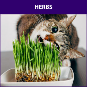 cat grass edible herbs