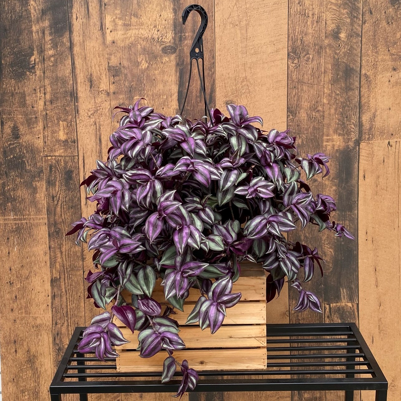 Tradescantia (10" hanging basket) - TERRA Greenhouses