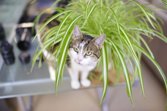 Our Top 10 Pet Friendly Plants