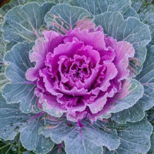 fall cabbage decorative fancy