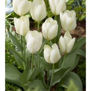 Tulip - White Emperor