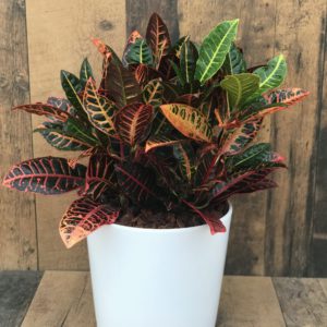 Croton potted tropical in 10" Marlow pot