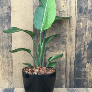 Bird of Paradise potted tropical in 10" Marlow pot