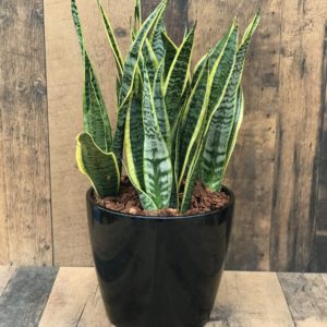 Snake Plant potted tropical in 10" Marlow pot
