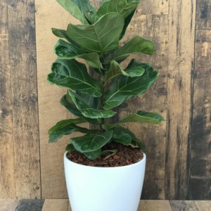Fiddle Leaf Fig potted tropical in 10" Marlow pot