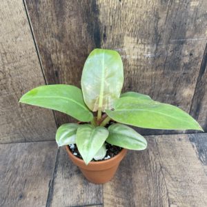 Philodendron melinonii Gold