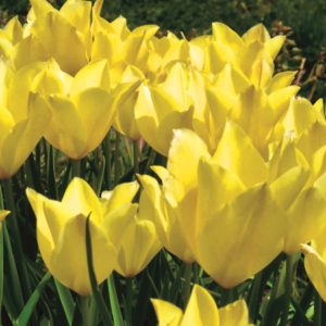 Tulip – Yellow Emperor
