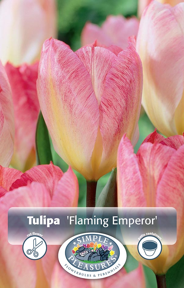 Tulip - Flaming Emperor