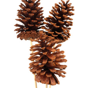 Pinecone on stick - large - natural - 3pack