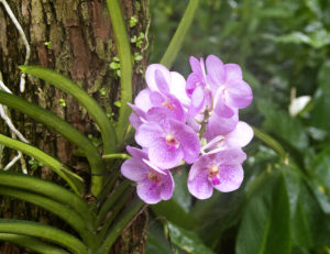 orchids like indirect light