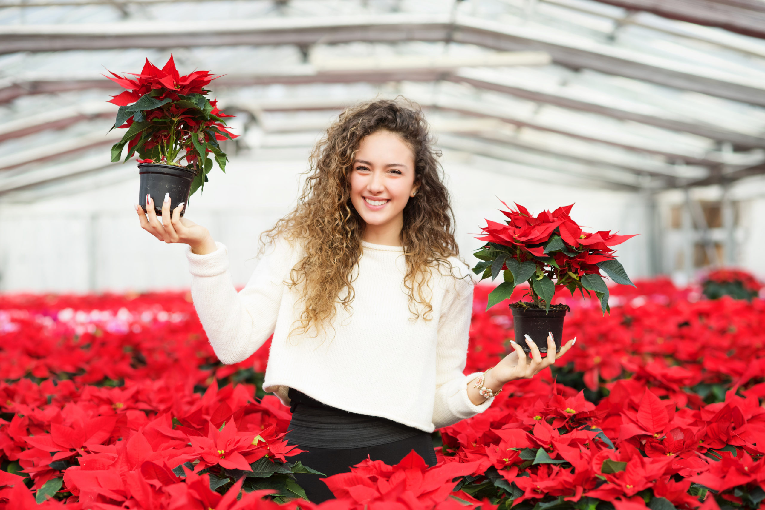 How To Care For Poinsettias At Home