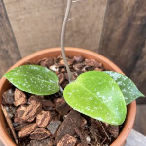 Hoya Heart Leaf Splash