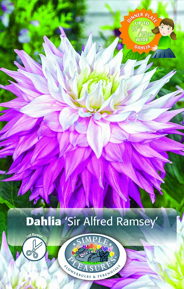 Dahlia Dinner Plate Sir Alfred Ramsey - 1/pkg