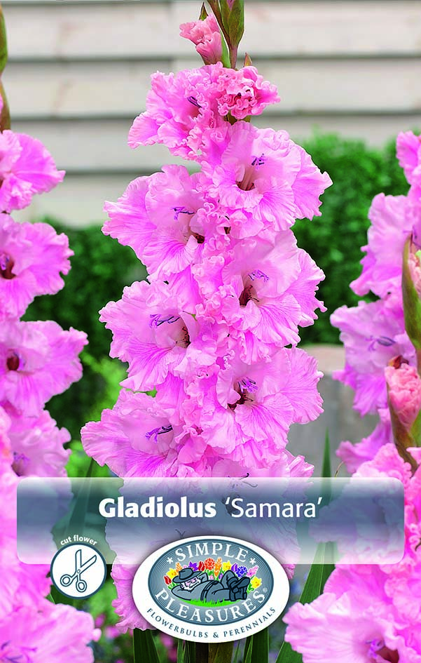 Gladiolus Parrot Samara - 10/pkg