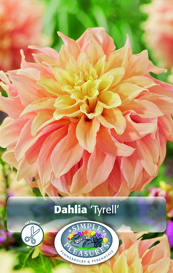 Dahlia Decorative Tyrell - 1/pkg