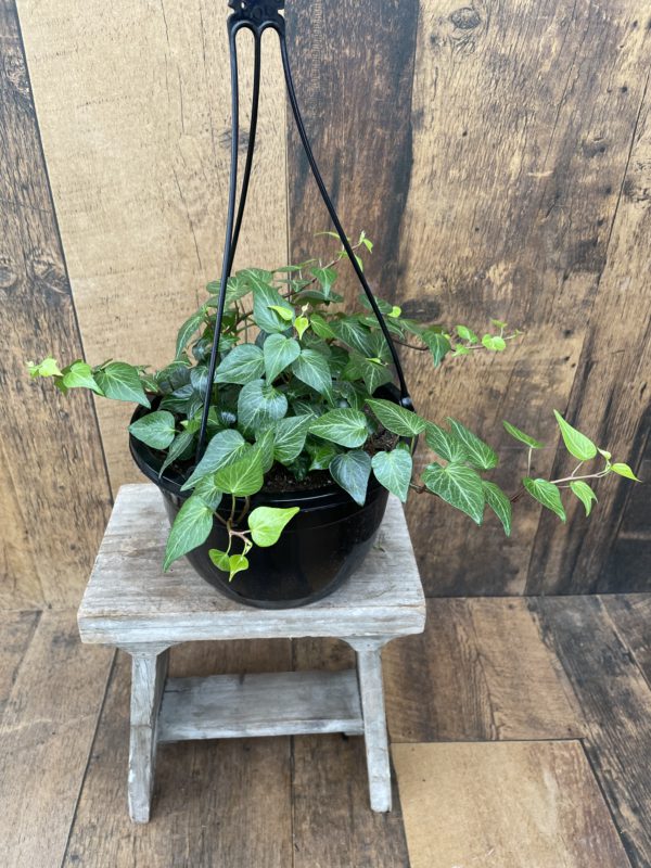 8Inch Ivy Hanging Basket