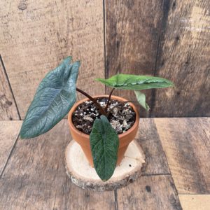 alocasia venusta collectors corner rare plant