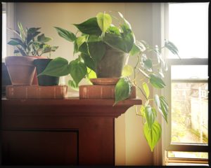 easy houseplants philodendron