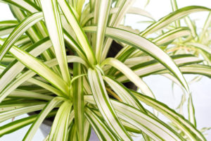 easy houseplant spider plant