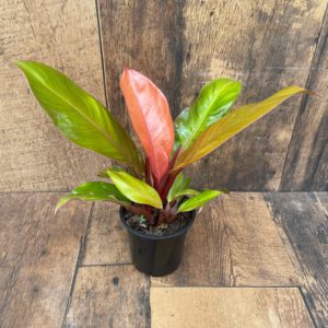 Philodendron Prince of Orange 4inch
