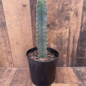 Cereus Peruvianus 10 Inch