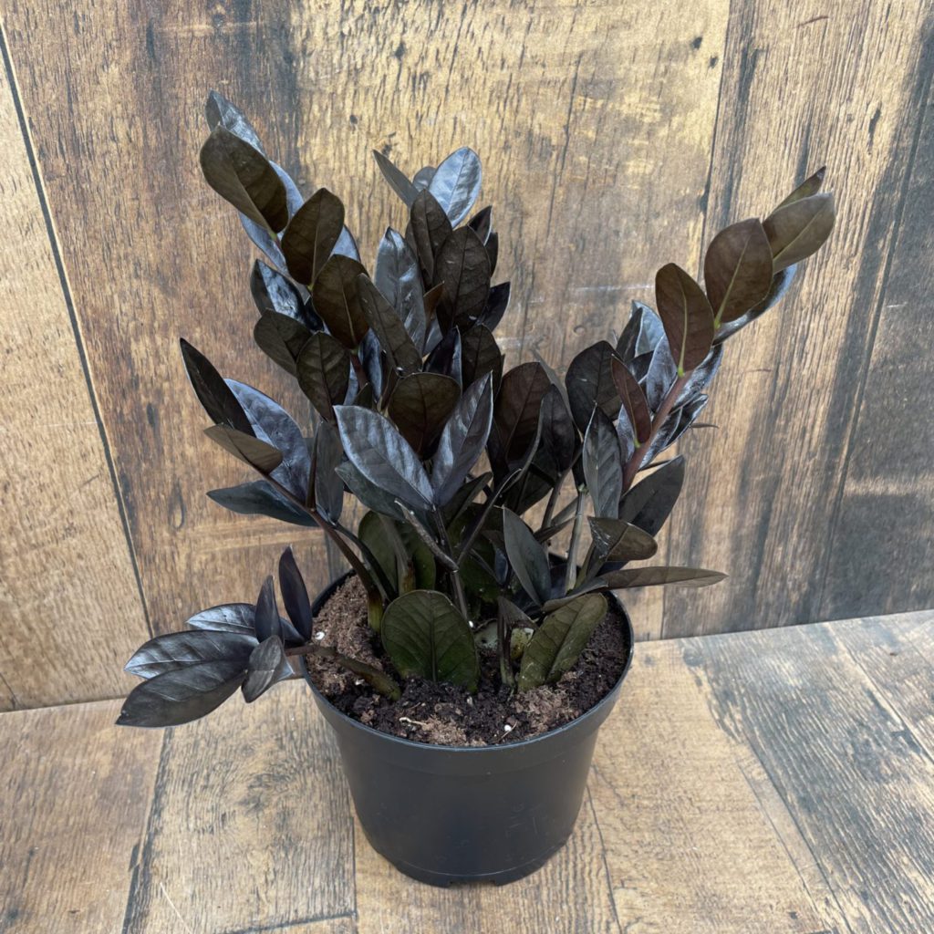 ZZ 'Raven' TERRA Greenhouses