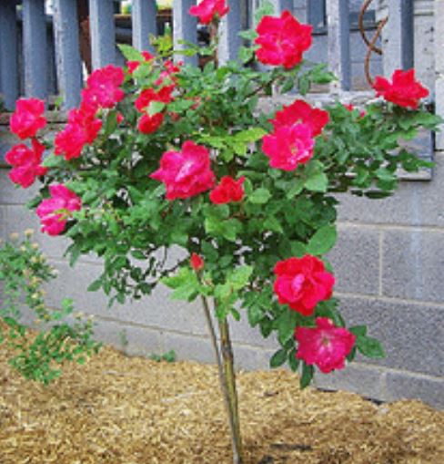 Knock Out Rose Standard Tree Form Red 3gal
