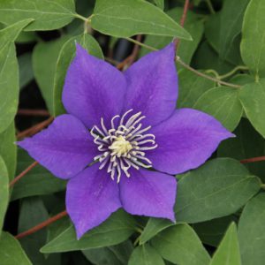 Raymond Evison Clematis Olympia 1gal