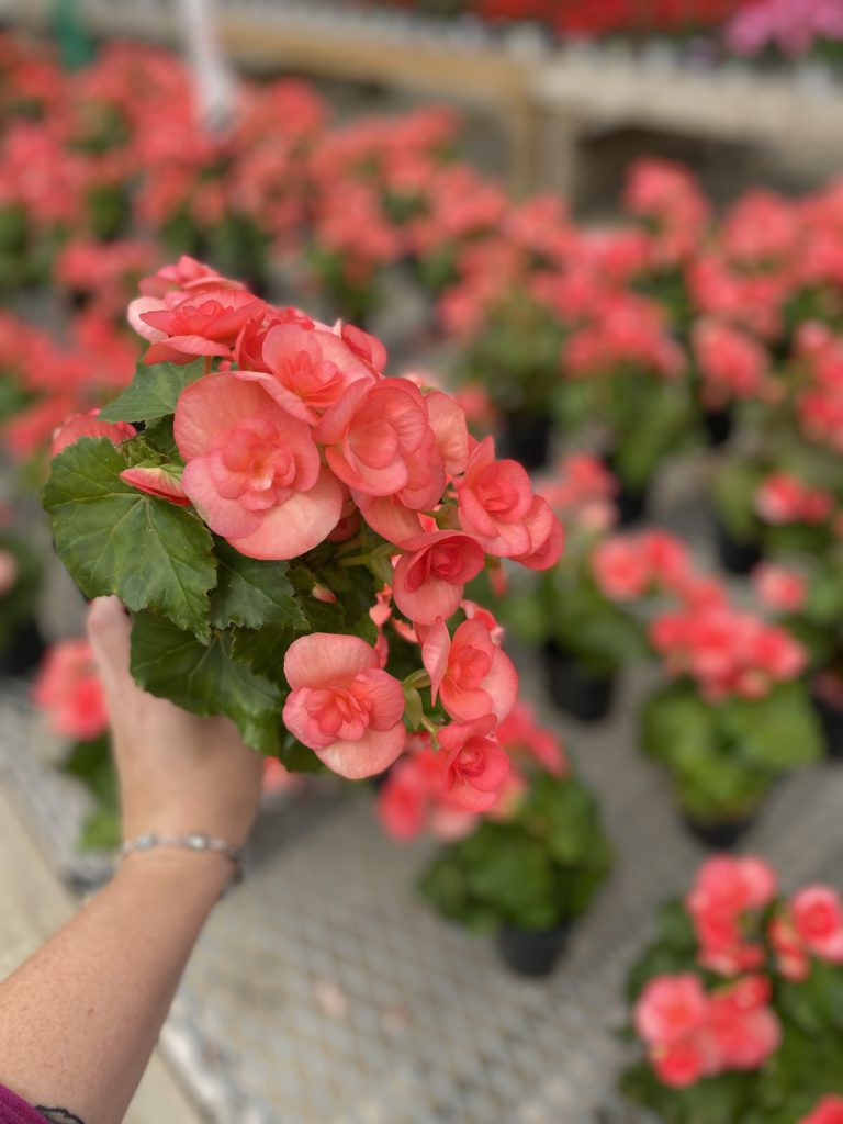 Shopping for annual flowers begonias