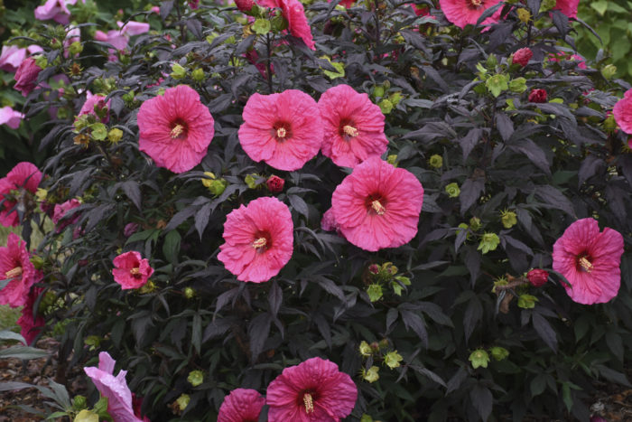 Perennial Hibiscus &#8211; Proven Winners Evening Rose &#8211; 3gal