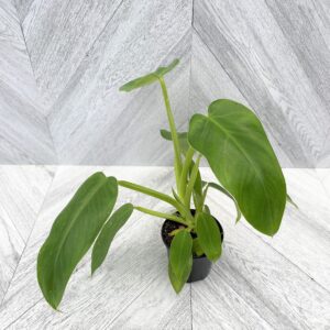 Philodendron jose buono in a 4 inch grower pot on a soft grey background.