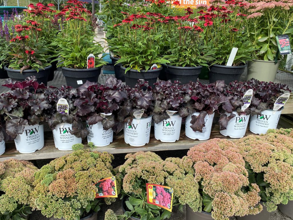 Perennials Archives - TERRA Greenhouses