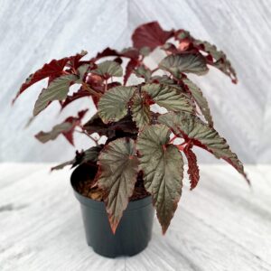 Begonia 'Black Magic' in a 6" wide, plastic grower's pot on a light grey background.