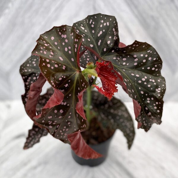 An overhead view of begonia cracklin' rosie in a 6 inch grower's pot on a soft grey background.
